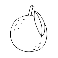 Orange. Citrus fruit sketch. Black line icon. Vector illustration for coloring book