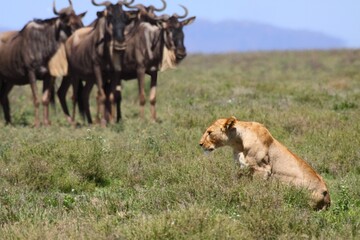 group of wildebeests keeping an eye on lioness