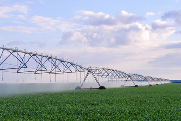 Modern automated agriculture system with Large irrigation sprinklers spraying water over lush crops on beautiful sky background. Watering wheat or rye green field. Concept of automation agriculture.