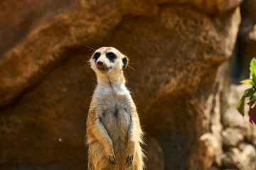 Fototapeta premium Small brown meerkat stands and looks around. Protects the territory from enemies. Meerkat RISED ON THE POST AND LOOKS ASIDE. The meerkat stands on its hind legs.