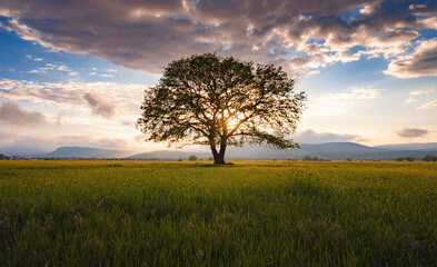 Fototapeta na wymiar old oak tree over spring sunset sky