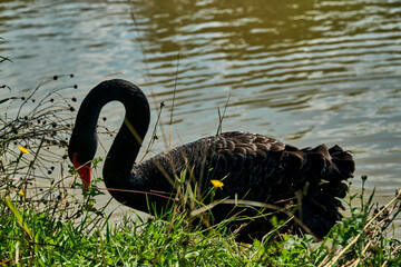 Fototapeta premium Black swan walks by the pond and bowed its head in the wild. A lonely swan is looking for a couple.