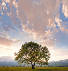 old oak tree over spring sunset sky