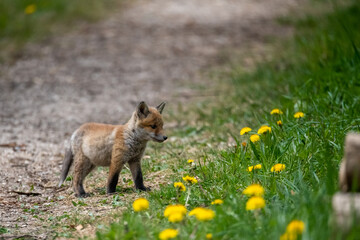 Renardeaux en famille Suisse 2021