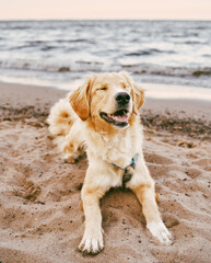 Top view portrait of golden retriever  sitting on the seashore. Happy purebred dog is looking into the camera