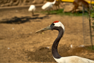 A black stork stands in nature. Close-up shot. Wild Japanese bird with a red head.