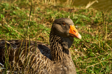 A huge black duck with an orange beak stands in nature. Close-up shot. Poultry on the street.