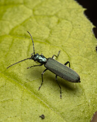 Macro shots, beautiful nature. Close-up of a beautiful bug on a green background