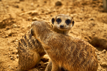 Two cute suriikats are hugging. family of animals loves and protects each other. Large surricates on the sand in the wild. Looks big into the camera and space for text. Taking care of life in nature.