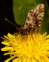 Macro shots, beautiful nature. Close-up of a beautiful butterfly on a yellow flower
