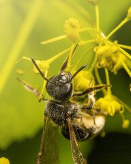 Macro shots, beautiful nature. Close-up of a bee