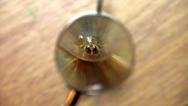 Magnifying glass is positioned in front of tadpole shrimp (Triops longicaudatus).