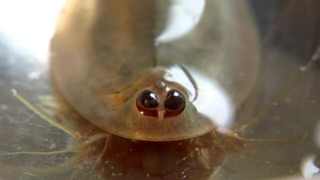 Macro shot of tadpole shrimp (Triops longicaudatus) facing head-on.