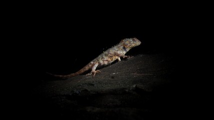 Lizard in a black background