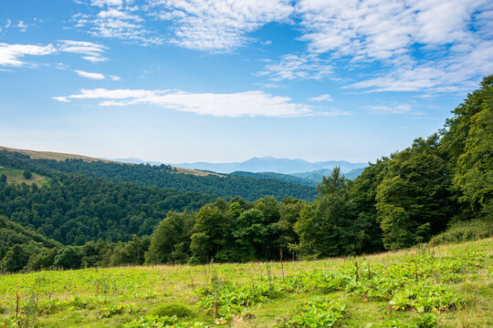 countryside landscape of carpathian mountains in ukraine, europe. green meadow under blue sky. trees on the hill