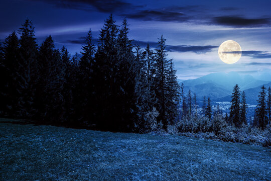 spruce forest on the grassy hillside at night. beautiful nature scenery in mountains. summer landscape with dark sky above the distant ridge in full moon light. explore backcountry concept