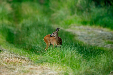 A female deer in the wildlife	