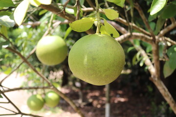  A large round green pomelo fruit hanging on its tree. It has a sweet and sour taste and can be stored for a long time