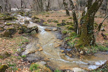 Fast river running in the forest.