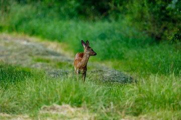 Fototapeta premium A female deer in the wildlife 