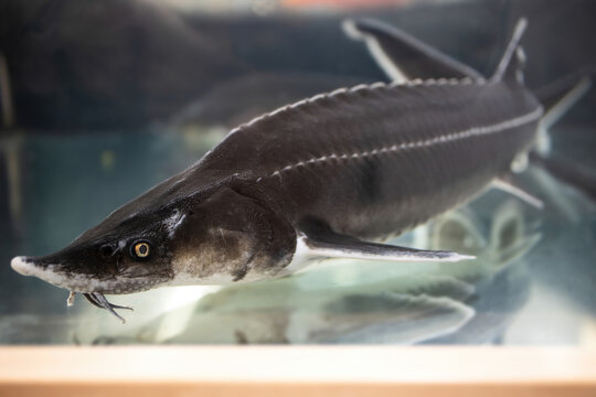 Beautiful sterlet fish swims in a large aquarium in a shopping mall