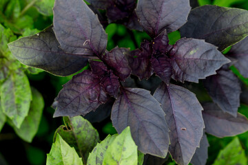 Fresh spicy basil leaves (purple)