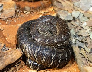 close up of a snake