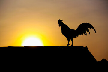 Silhouette of rooster standing on roof house with sunrise on beautiful sky background in the morning