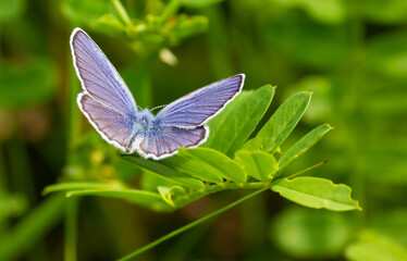 blue butterfly sitting on the green grass in the field. summer sunny day