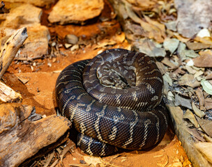 close up of a snake