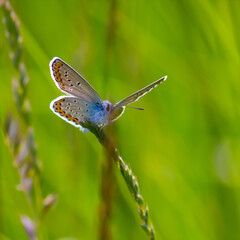 blue butterfly sitting on the green grass in the field. summer sunny day