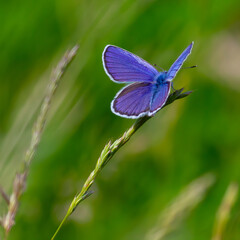 blue butterfly sitting on the green grass in the field. summer sunny day