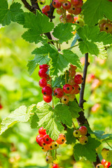 Red currants hanging on the branches of bushes on a summer sunny day
