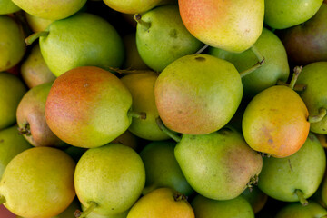 Ripe yellow green pears from the garden