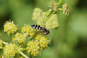 Female hoverfly, White-bowed Smoothwing, Scaeva pyrastri. Genus: Scaeva. Family Syrphidae. On faded flowers of Lovage (Levisticum officinale) umbellifers family (Apiaceae, Umbelliferae).  June.
