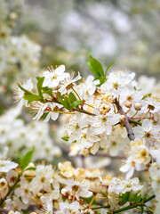 Blooming cherry plum in the garden.