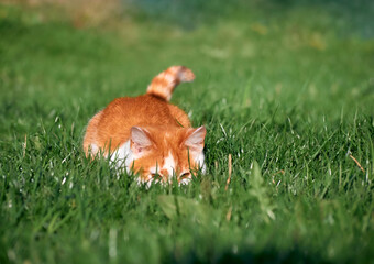 Kitten playing in the garden.