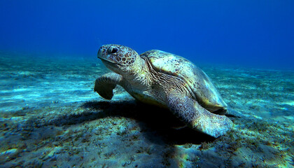 turtle underwater at the bottom