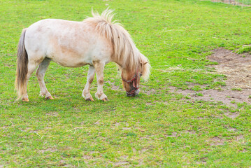 Mini pony horse in the meadow graze green grass on sunny summer day.