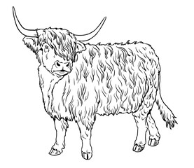 Highland cattle. Funny farm animals. Template with bull and cow for children to paint.	