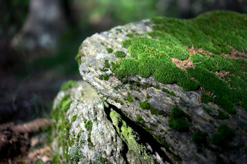 Green moss on the rock in the forest