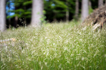 Fresh green meadow in the summer forest