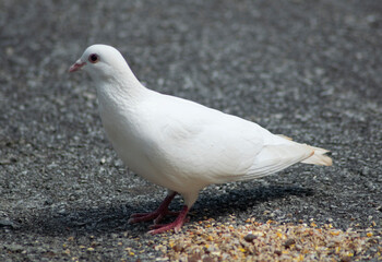 White bird feeding in Cornwall