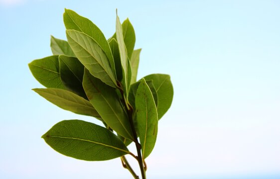 Bay tree leaves, aromatic herbs