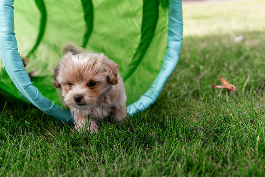 A puppy walking over a meadow