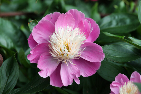 Paeonia lactiflora 'Bowl of Beauty'  in flower