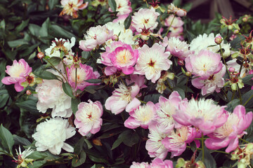 Paeonia lactiflora 'Bowl of Beauty'  in flower
