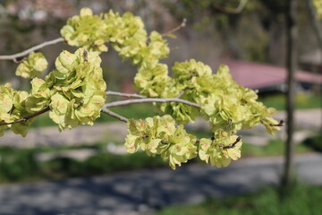 Flores amarillas en un árbol