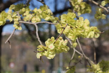 Flores amarillas en un árbol