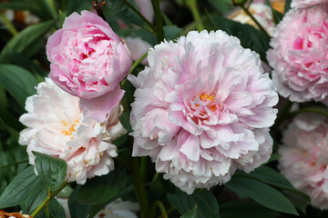 Paeonia lactiflora 'Sarah Bernhardt' in flower